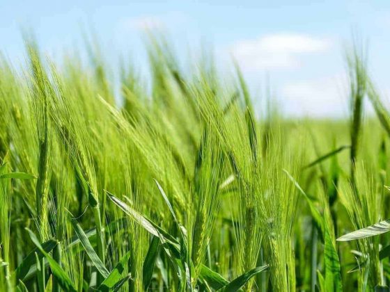 Smart Agriculture using IoT