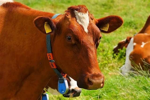 Cattle farming and Internet of Things